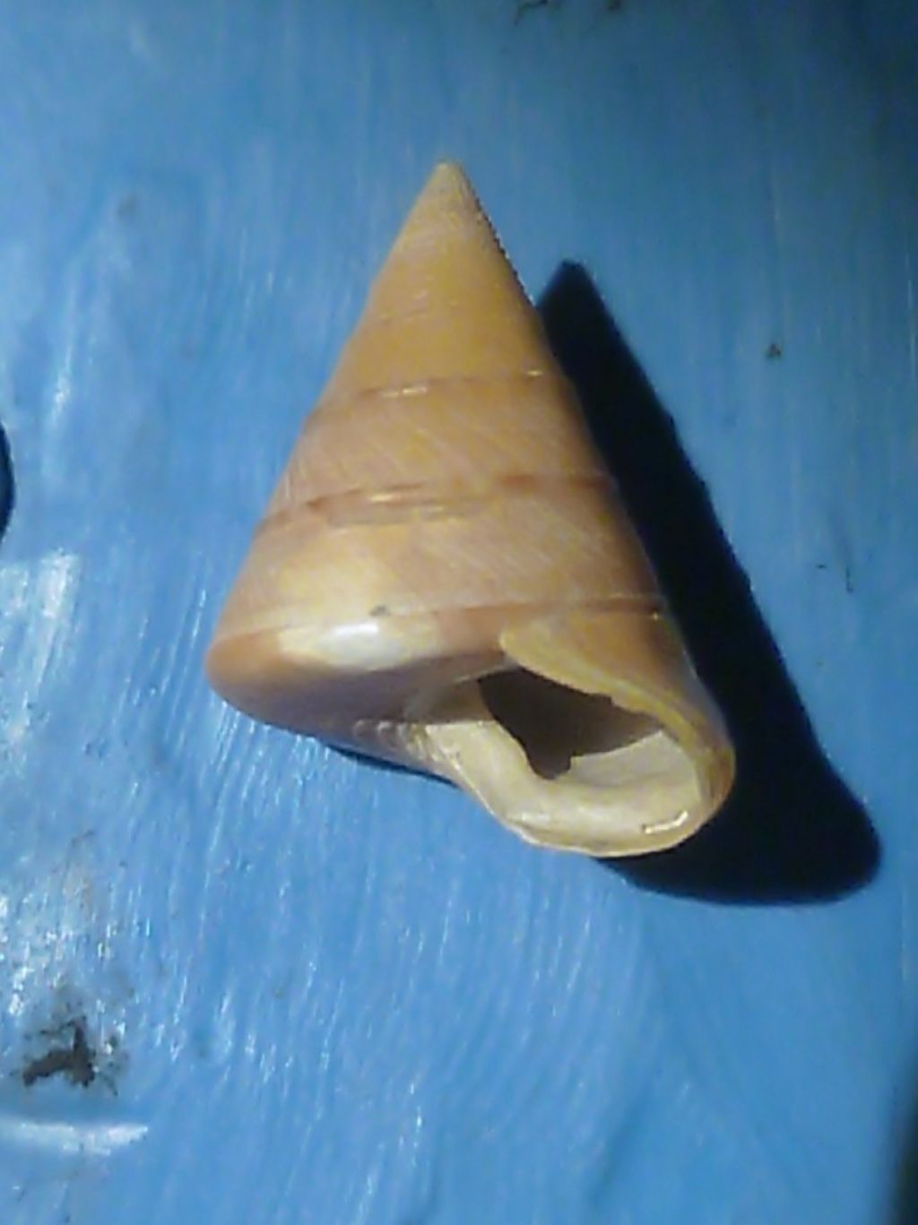 Calliostoma da determinare